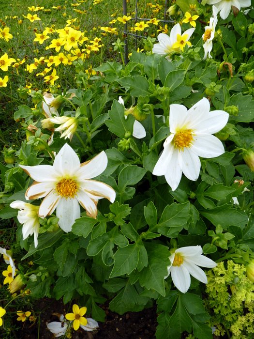 Dahlia x 'Mignon blanc' (2)